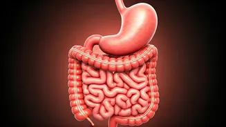 Beat the Bloat: 7 Proven Ways from an AIIMS Doctor