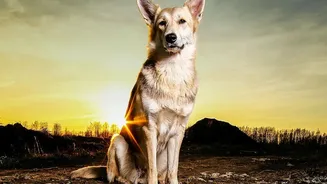 Regular Paw Cleaning Can Help Remove Mud And Debris After Monsoon Walks