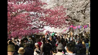 When Too Many Tourists Become A Problem: What Japan’s Cherry Blossom Festival Cancellation Signals