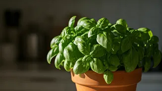 Basil Plants Are The Kitchen Counter Hero