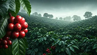 Rain-Kissed Coffee Estates Win Travellers