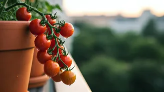 Cherry Tomatoes Are Winning India’s Balcony Garden Trend