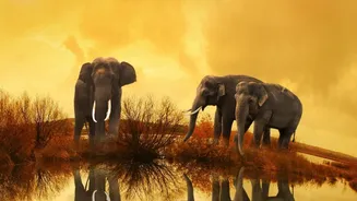 Quiet Sightings Give Animals Room to Behave Naturally