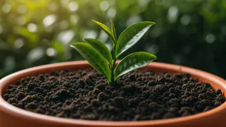 Tea Leaves Make Composting Feel Very Desi