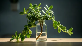 Trailing Jade In Recycled Glass Bottles Wins Desk Decor Trend