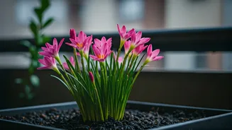 Rain Lilies Are Officially 2026's Best Balcony Floral Hack