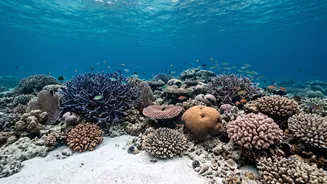 Communication Becomes Visual Once A Beginner Diver Goes Below The Surface