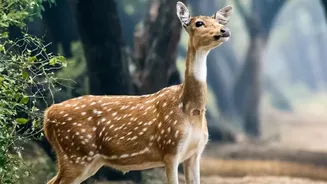 Why Satpura And Bandhavgarh Are Leading Madhya Pradesh Autumn Safari Choices