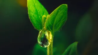 Plant Care Experts Suggest Observing Soil Before Watering Again