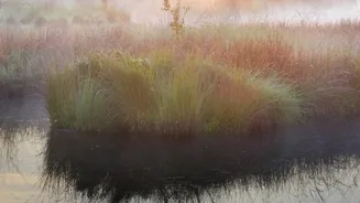 Why Getting Early Sunlight Daily Is The Natural Remedy For Fog