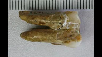 Dentes de 400 mil anos apontam cruzamento entre denisovanos e Homo erectus