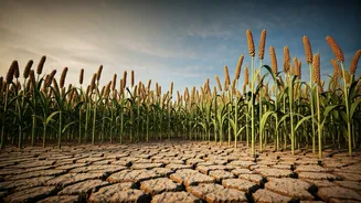 India's Dry Spell Is Fueling A Millet Revival