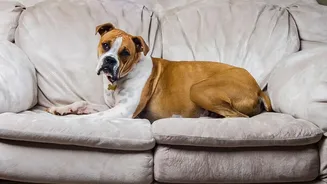 How Apartment Living Pet Parents Protect Dogs From Thunderstorm-Induced Stress