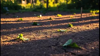 Sunlight Mapping Can Prevent Costly Plant Mistakes