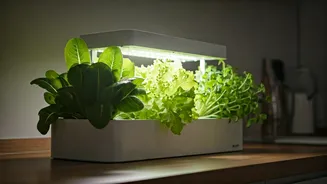 Urban Homes Are Growing Fresh Salads, Literally
