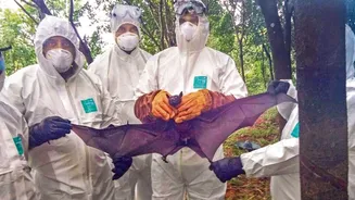 Fresh Nipah case in Kerala; 40-year-old Kozhikode man tests positive