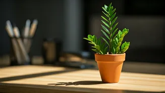 Grow happy houseplants with our simple guide.