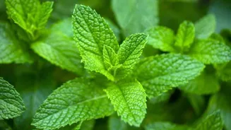 How to grow peppermint in water