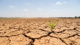 If September Turns Drier, Which Indian Crops And Food Prices Could Feel The Impact?