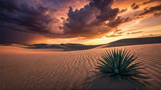 Cool Desert Evenings Make Monsoon Travel Easier