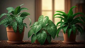 Overwatering, Fungus, Low Light: Plant Care Sorted