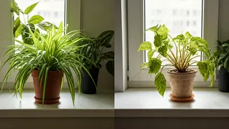 Urban Pet Owners Are Choosing Plants More Carefully