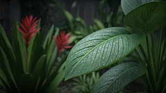 Monsoon Gardening Has Entered Its Caution Era