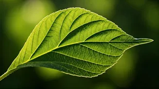 Photosynthesis Mystery Solved After 60 Years