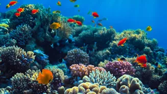 Queensland's Great Barrier Reef Remains a Major Draw for Indians