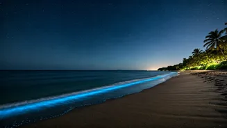 India's Magical Glow: Discover 5 Bioluminescent Beaches That Light Up the Night