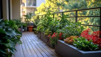 How to maintain a beautiful balcony garden