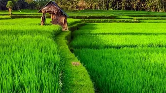 Punjab's Cotton-to-Paddy Shift: The Crop-Income Security Question