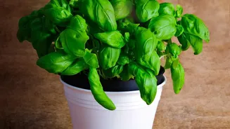 Humid Monsoon Days Require Different Plant Care Habits