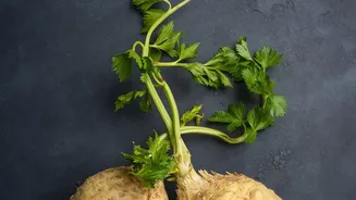 Level Up Everyday Meal Nutrition By Trying These 5 Unique Root Vegetables