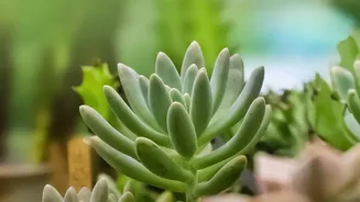 A Trusted Plant Sitter Still Needs Species-Specific Guidance