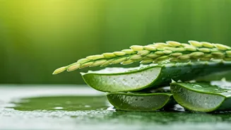 Korean Summer Hair Growth Serum: Unlock Lush Locks with Aloe Vera & Rice Water