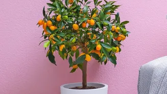 Lemon Plant Care In Pots: Key Facts And Context