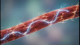 How light mobility drills flush lactic acid to speed up post-workout muscle repair