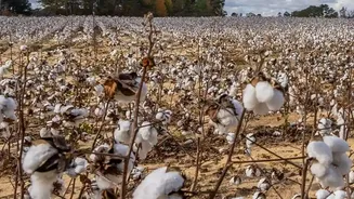 Punjab Crop Diversification: Farmers Are Managing Risk Rather Than Simply Rejecting Cotton