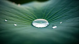 Monsoon Beauty Gets The Minimalist Treatment