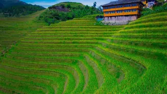 Traditional Rice In Modern India: Why Local Varieties Are Making A Comeback