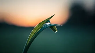 5 AM Affirmations: Unlock a Peaceful and Empowered Start to Your Day