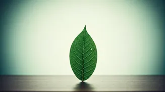 Boost Your Brainpower: 4 Meditation Challenges for Unshakeable Focus