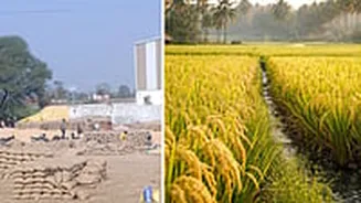 MP News: 2 Paddy Procurement Agencies Blacklisted For Irregularities In Jabalpur; Procured Poor Quality Crop, Hid Details On Snack Packets