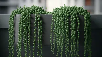 String Of Pearls Trailing Succulents Boost Modern Apartment Balcony Vibes