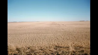 Deficient monsoon impacts wheat sowing; rabi acreage down