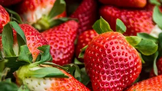 India Builds a Strawberry Research Pipeline From Nursery to Farm