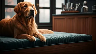 Why Luxury Pet Spas See Massive Waves Of Weekend Bookings
