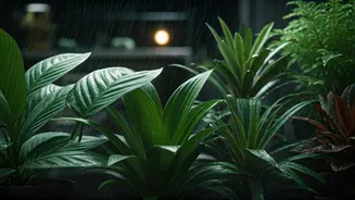 Monsoon Plant Care Becomes Internet's Green Obsession