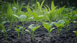 Monsoon Makes Gardening Surprisingly Easy